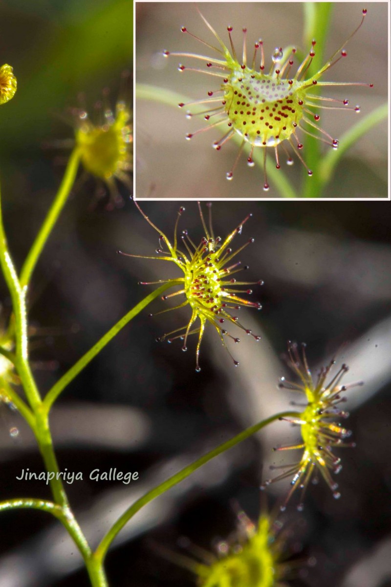 Drosera lunata Buch.-Ham. ex DC.